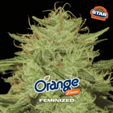 Orange Blossom de BSF Seeds