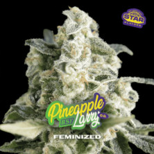 Pineapple Larry OG de BSF Seeds