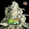 Pineapple Larry OG de BSF Seeds