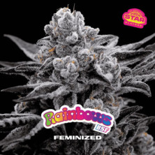 Rainbows de BSF Seeds