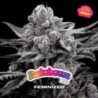 Rainbows de BSF Seeds