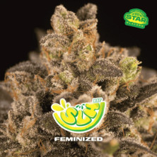 SLH - Super Lemon Haze de BSF Seeds