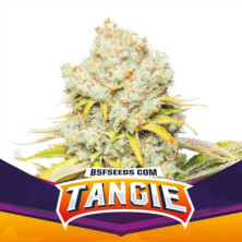 Tangie de BSF Seeds