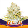 Tangie de BSF Seeds