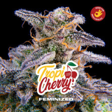 Tropicherry de BSF Seeds