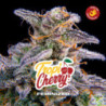 Tropicherry de BSF Seeds