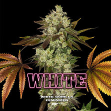 White Gorilla de BSF Seeds
