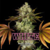 White Gorilla de BSF Seeds