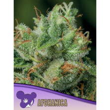 Afghanica de Anesia Seeds