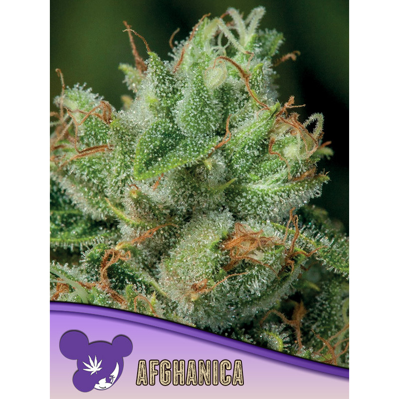 Afghanica de Anesia Seeds