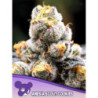 Anesia Scout Cookies de Anesia Seeds
