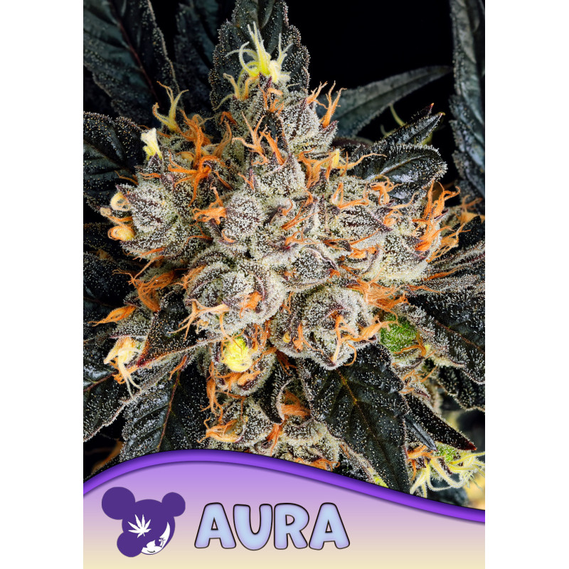 Aura de Anesia Seeds