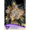 Aura de Anesia Seeds