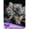 Blackberry Moonrocks de Anesia Seeds