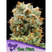 Bola Mintz de Anesia Seeds