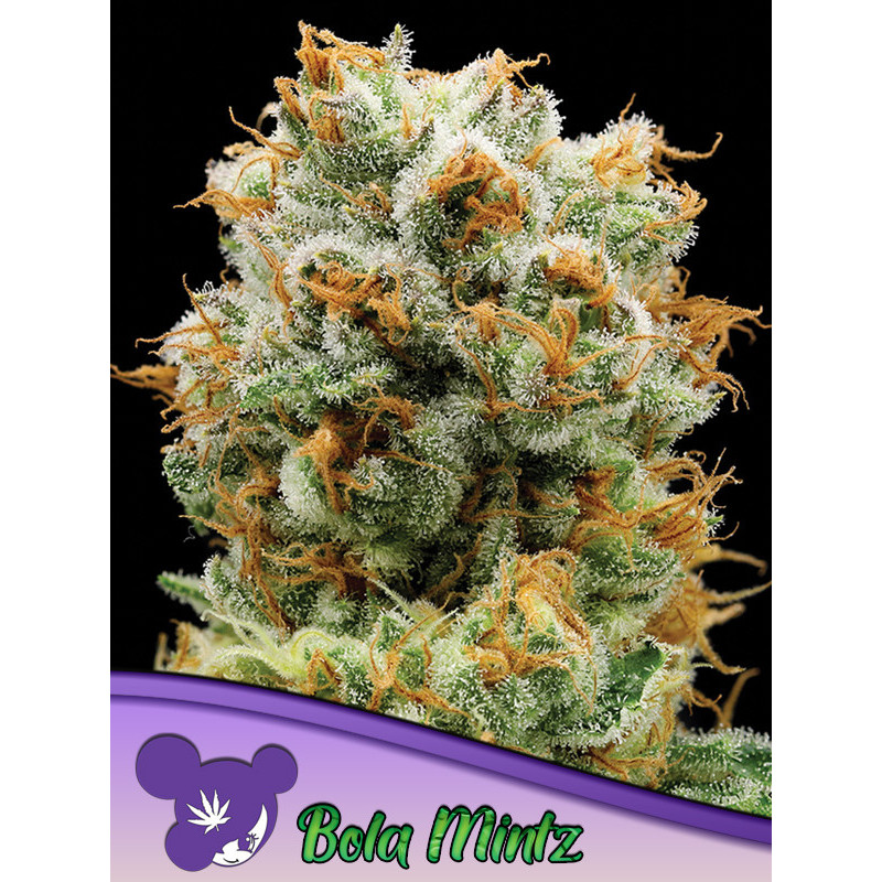 Bola Mintz de Anesia Seeds