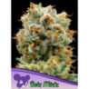 Bola Mintz de Anesia Seeds