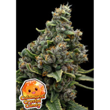 Calamansi Crystal Candy de Anesia Seeds