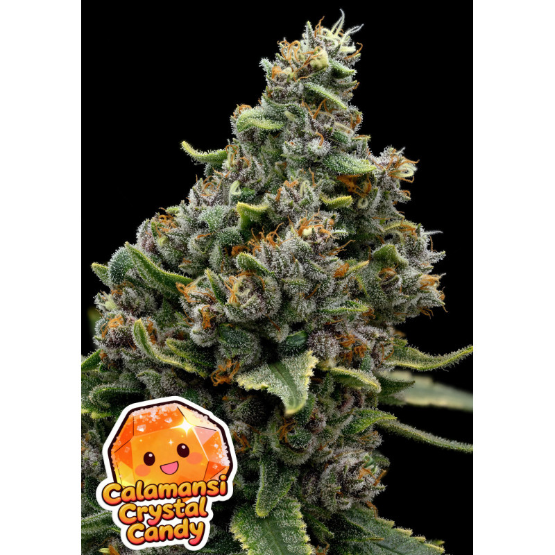 Calamansi Crystal Candy de Anesia Seeds
