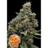 Calamansi Crystal Candy de Anesia Seeds
