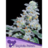 Captain Future de Anesia Seeds