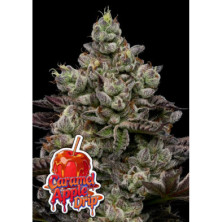 Caramel Apple Drip de Anesia Seeds