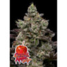 Caramel Apple Drip de Anesia Seeds