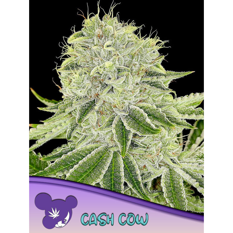 Cash Cow de Anesia Seeds