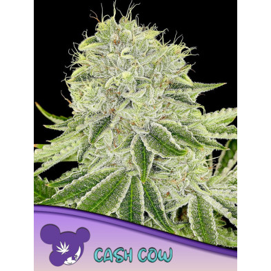 Cash Cow de Anesia Seeds