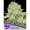 Cash Cow de Anesia Seeds