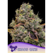 Chaos Cake de Anesia Seeds