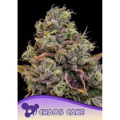Chaos Cake de Anesia Seeds