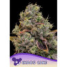 Chaos Cake de Anesia Seeds