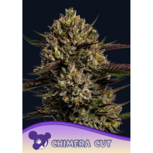 Chimera Cut de Anesia Seeds