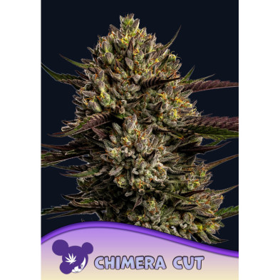 Chimera Cut de Anesia Seeds