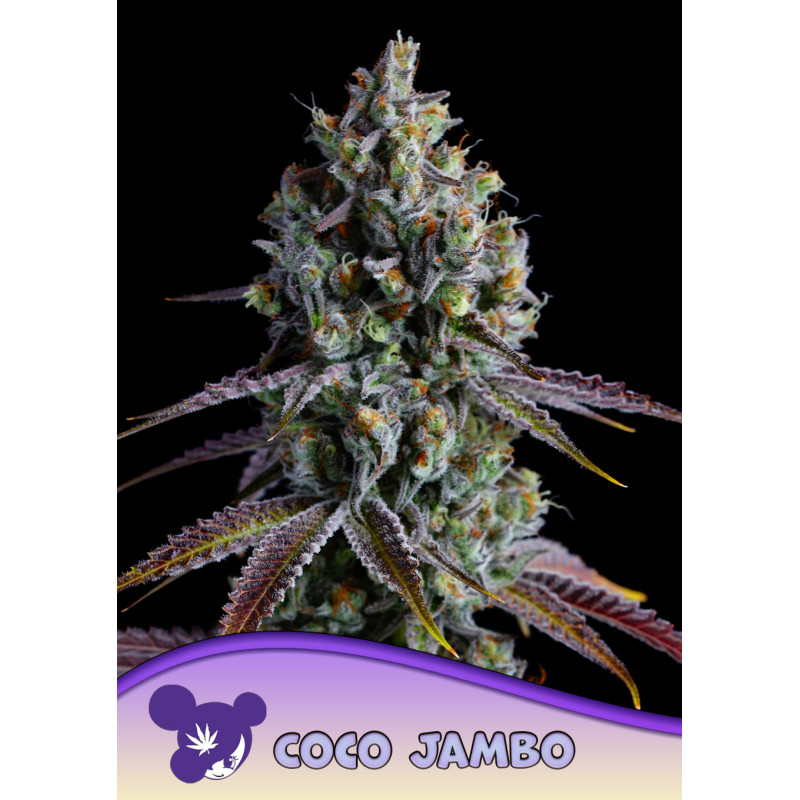 Coco Jambo de Anesia Seeds