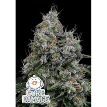 Core Damage de Anesia Seeds