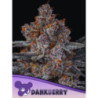 Dankberry de Anesia Seeds