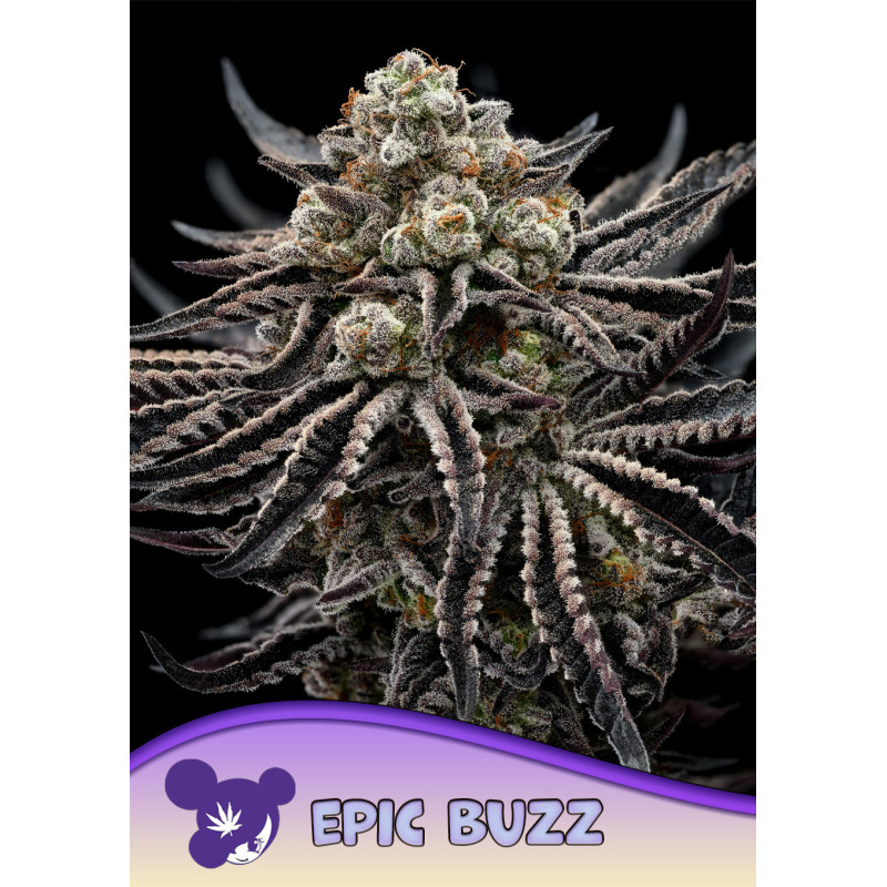 EPIC BUZZ de Anesia Seeds