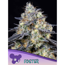 Foster de Anesia Seeds