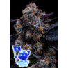 Free Blueberry Nation de Anesia Seeds