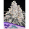 Frozen Black Cherry de Anesia Seeds