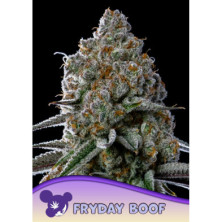 Fryday Boof de Anesia Seeds