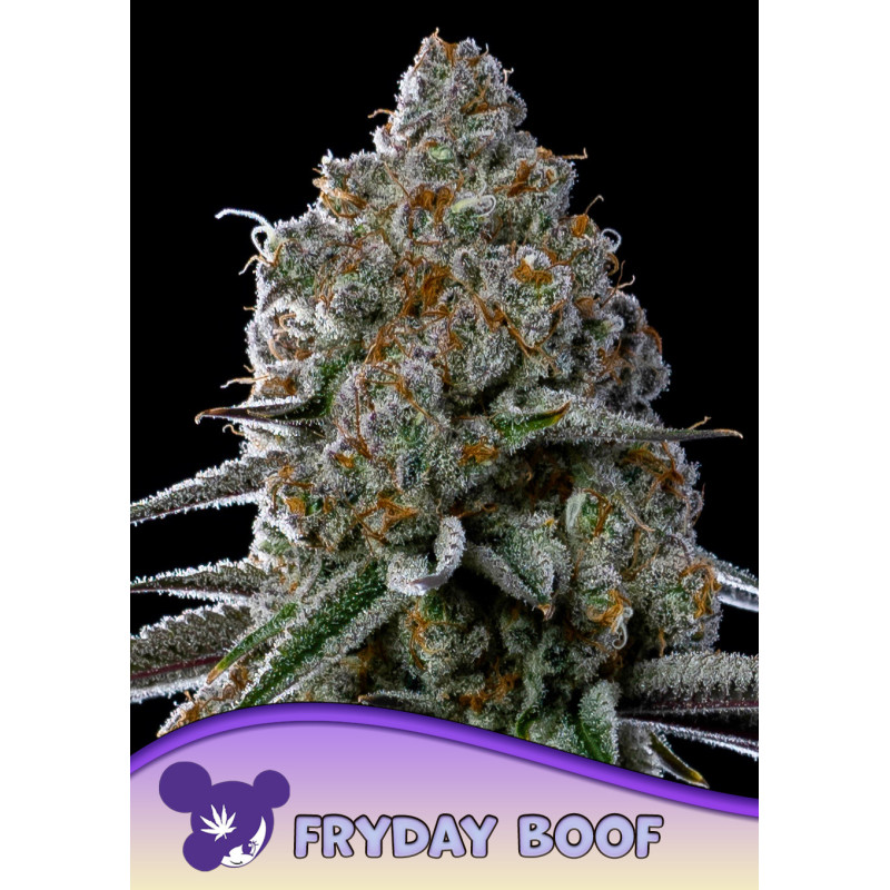 Fryday Boof de Anesia Seeds
