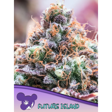 Future Island de Anesia Seeds