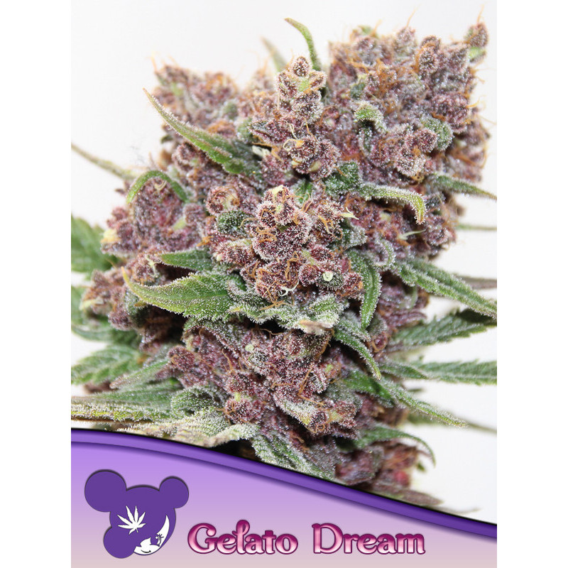 Gelato Dream de Anesia Seeds