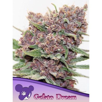 Gelato Dream de Anesia Seeds