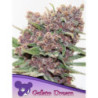 Gelato Dream de Anesia Seeds