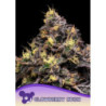 Glowberry Rush de Anesia Seeds