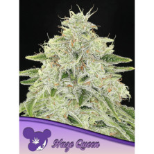 Haze Queen de Anesia Seeds